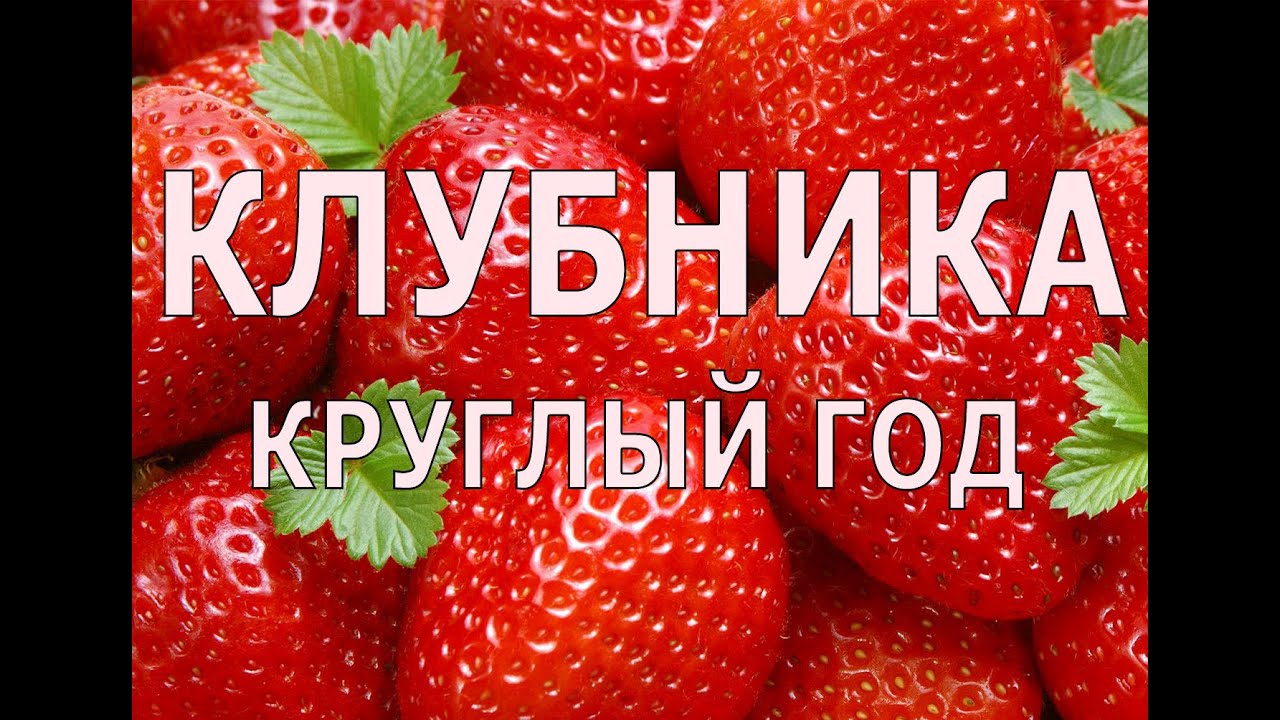 Клубника с ногами или как получать урожай клубники круглый год