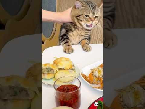 ❤️Лайк кисуле #cat
