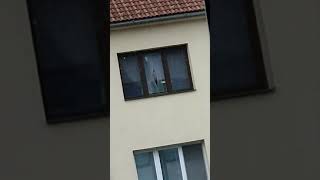 Zácloňák
