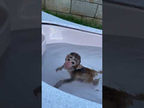 Baby monkey likes take in bathtub #monkey #babymonkey #cute #animals #adorable