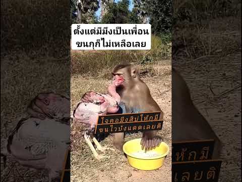 #2คู่หู #ไก่ลิง#เพื่อนรัก#คลายเครียด#สัตว์โลก