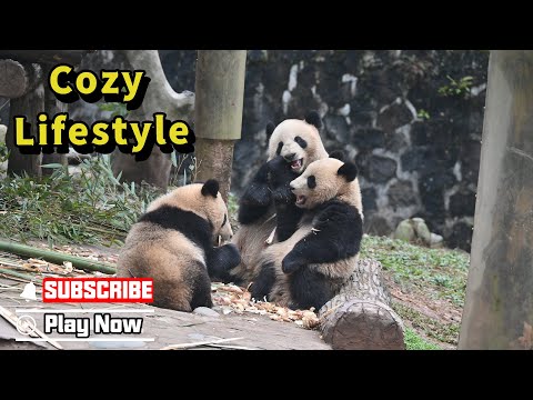 【Life Of Returnee Pandas】Episode 15 Cozy Life Of Su Lin And Her Cubs | iPanda