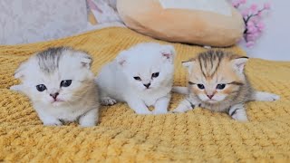 Cute and funny kittens and their mother cat