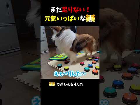 まだ足りない！元気いっぱいなシェルティ【会話ボタンでしゃべる犬】 #shorts #犬