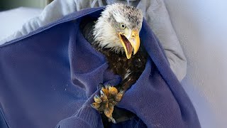 Poisoned Bald Eagle Near Death—Now Soaring Again 🦅❤️