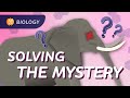 Ecological Interactions and the Mystery of Elephant Deaths
