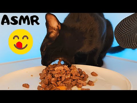 Black Cat Eating Wet Food & Egg Yolk ASMR