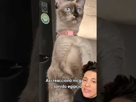 Kedileri hipnoz eden müziği test ettim 🐈⬛ #shorts #kedi #cat