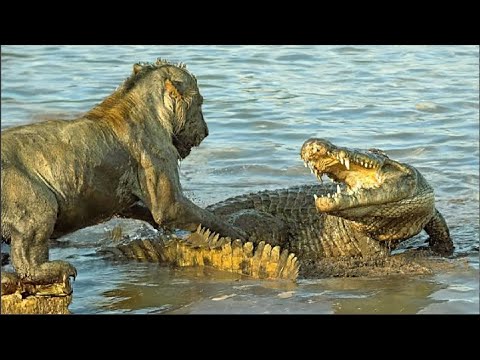 Esse Crocodilo atacou o Leão errado e algo inesperado aconteceu