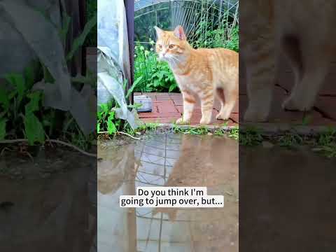 This cat is an actor😹
