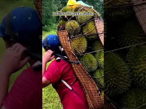Kearifan lokal masyarakat Kalimantan Barat Menggendong 30 buah durian untuk dijual  #shorts #durian