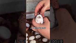 A large number of baby crocodiles have been hatched  They start to cry when they open their mouths