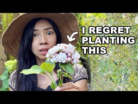 Pretty plant that turned invasive and became a nightmare