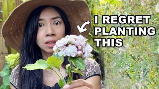Pretty plant that turned invasive and became a nightmare