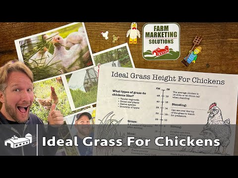 What is the BEST grass height for chickens?