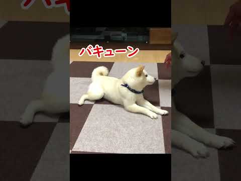 バキューンを覚えた柴犬の倒れ方がハリウッド並みの演技力だった(笑)