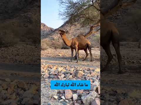 البعير ظهره يحكه #youtube