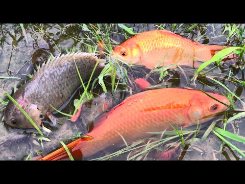 Tìm bắt cá rô đồng, cá vàng, cá trạch, cá quả, cá trê ở vũng nước - Các loại cá nước ngọt