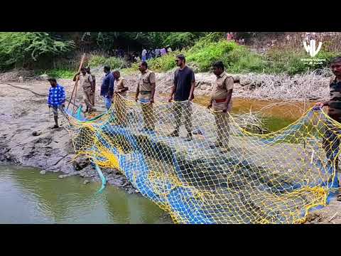 Crocodile Rescued from Rainwater Dam Pond near Mettupalayam, Released into Bhavanisagar Reservoir