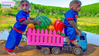Bin Bon duck Monkey Baby Kittens Puppy Goes Koi Cat And swims Rabbits Animals Eats Egg Muckbang Asmr