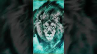 The real Lion's perspective!