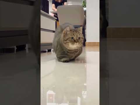 cute cat 14 😍🙀😸#cute #cat #cats