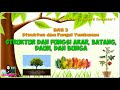Kuis Struktur dan Fungsi Tumbuhan