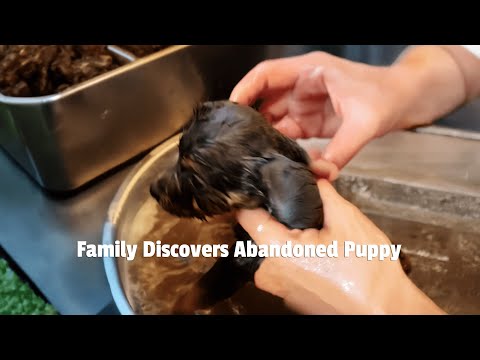 Abandoned PUPPY Found on the Road | INCREDIBLE Puppy Rescue