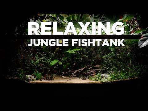 2 Hours of Relaxation Aquarium video with Calm Relaxing Music. Colorful fish and plants. ENJOY!