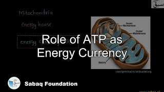 Role of ATP as Energy Currency