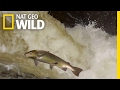 Atlantic Salmon Lifecycle and Challenges