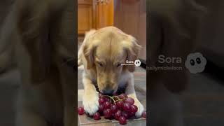 This Dog Found a Giant Grape… And Went for It 🍉🐶 #grape  #dog  #dogshorts #funnydogs #aivideo