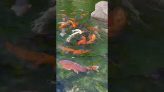 Koi fish in Japanese gardens Germany #aquarium #fish  #koi  #koifish