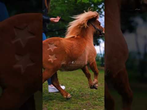 And i thought cutie marks was only in my lil ponies🫠|| #horse #edit #shorts