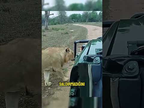 Aslanlar Neden Safarideki İnsanlara Saldırmıyor? 🦁