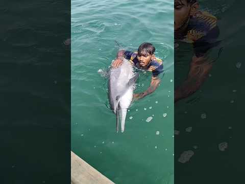 సముద్రంలో ఉన్న రాళ్ళని గుద్దుకొనీ చనిపోయిన దొల్పిన్ చేప😱 #gangabidda #trending #viral #dholpin fish