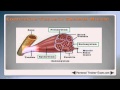 Muscle and Nervous System Functions