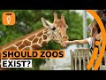 Understanding Zoos: History, Purpose, and Future