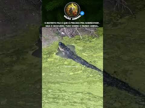 MORDIDA MAIOR QUE PRENSA HIDRÁULICA! 🐊 CASCO DE JABUTI ESMAGADO! #natureza #crocodilo #vidaselvagem