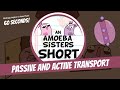 Exploring Passive and Active Transport Mechanisms