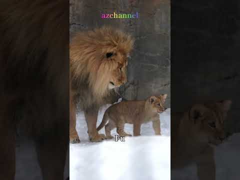 ママが見てるよ👀オリトの可愛い娘🎀旭山動物園ライオン😽Papa's Mischief#shorts  #lion #cubs