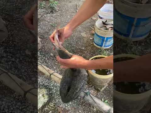 Fish fishing | Catching Fish | Hunting Fish From Hole Using Hook #04089 #fishing #birds #birdfishing