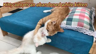 Kitty adopted an abandoned white kitten, and friends came to visit the kitten!Rabbit is very excited