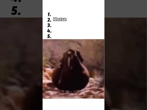 Ranking No Context Animal Memes
