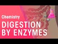 Understanding Digestion and Enzymes