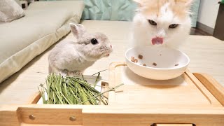 草食なのに隣でうまそうに食ってる猫さんの食べ物がおいしそうに見えちゃうウサギさんがかわいいｗ