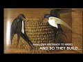 Nesting Behaviors of Birds and Spiders