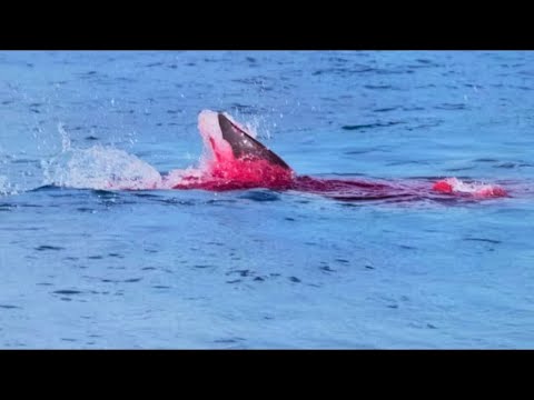 Mergulhador inocente é devorado vivo por tubarão branco