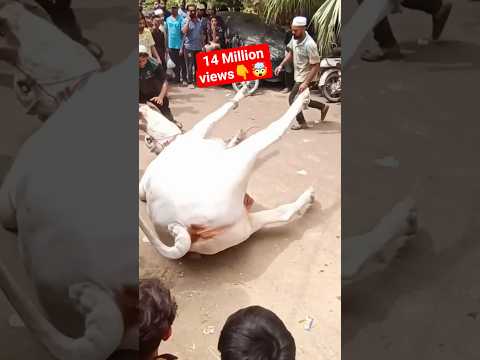 😢 Miss you 🥺 Eid 2nd day🥺🥺 #status #sadstatus #cowlover #qurbanistatus #cow #shorts #short #trending