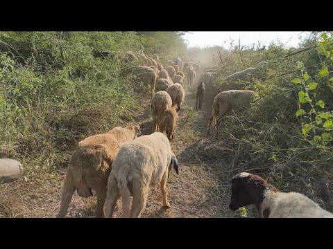 Baa Baa Black Sheep Real | Sheep Sound Effect